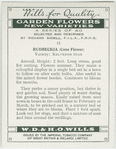 Rudbeckia (Cone Flower).