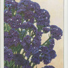 Stacice (Sea Lavender).