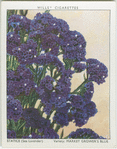 Stacice (Sea Lavender).