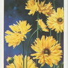 Sunflower.