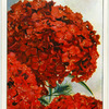 Sweet William.