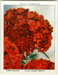 Sweet William.