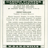 Sweet William.