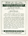 Sweet William.