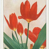 Tulipa fosteriana.