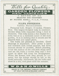 Tulipa fosteriana.