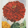 Zinnia.