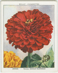 Zinnia.