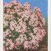 Alyssum.