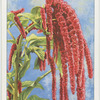 Amaranthus caudatus.