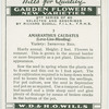 Amaranthus caudatus.