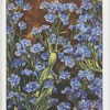Anchusa.