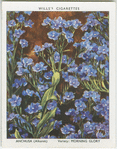Anchusa.