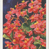 Begonia.
