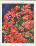 Begonia.
