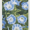 Convolvulus minor.