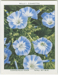 Convolvulus minor.