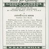 Convolvulus minor.