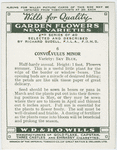 Convolvulus minor.