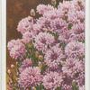 Cornflower.