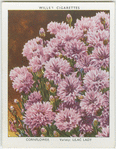 Cornflower.