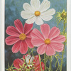 Cosmea.