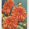 Dahlia.