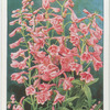 Delphinium.