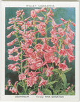 Delphinium.