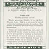 Erigeron.