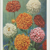 Gaillardia.