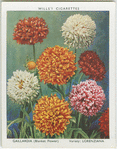 Gaillardia.