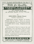 Gaillardia.