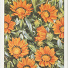 Gazania.