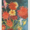 Gerbera.