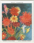 Gerbera.