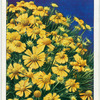 Helenium.