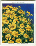 Helenium.