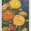 Helichrysum.