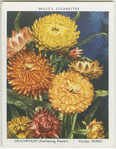 Helichrysum.