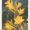 Hemerocallis.