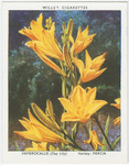 Hemerocallis.