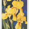 Iris.