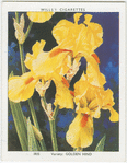 Iris.