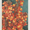 Linaria.