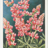 Lupin.