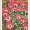 Mesembryanthemum.