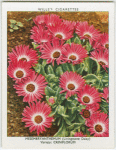 Mesembryanthemum.