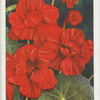 Nasturtium.