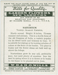 Nasturtium.
